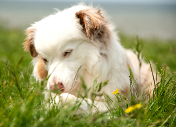 shooting-chien-herbe