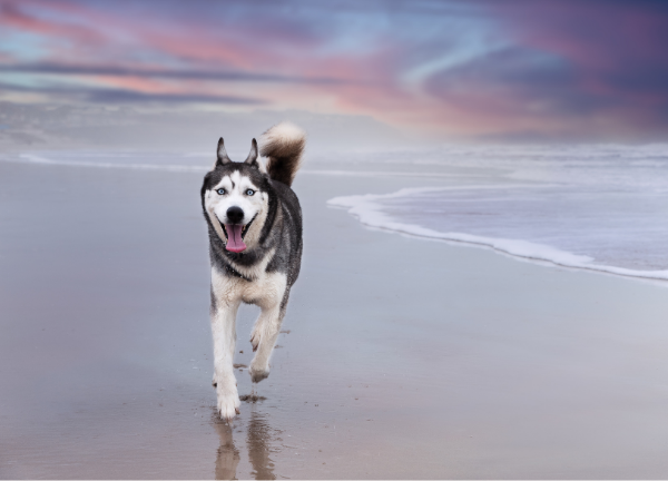shooting-chien-plage